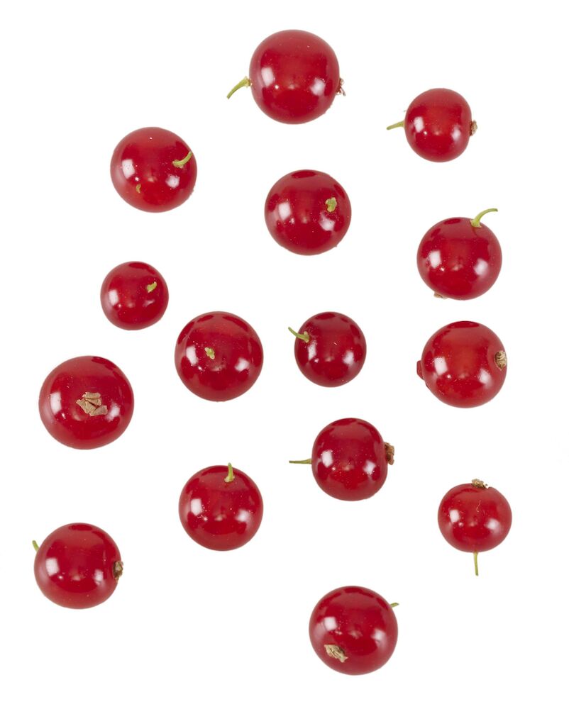 köpa röda vinbär köpa röda vinbär